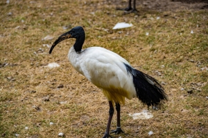 Ibis sacré